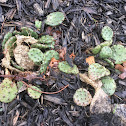 Eastern prickly pear cactus