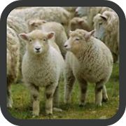 Sheep wallpaper 1.0 Icon