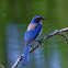 California scrub jay