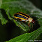 Leaf Beetle