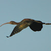 Glossy Ibis