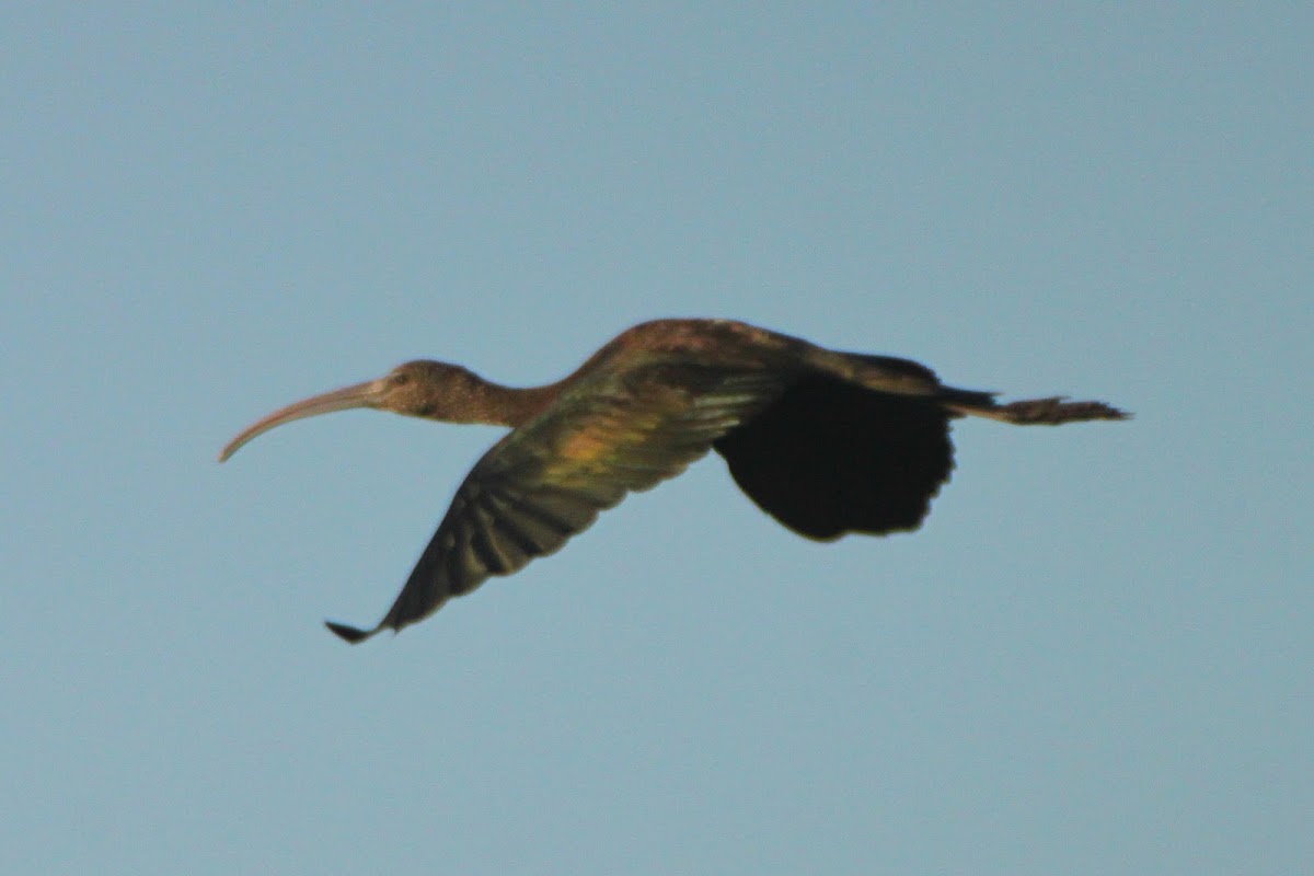 Glossy Ibis