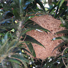 Bullock's Oriole (nest)