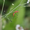 Assassin Bug Nymph