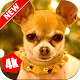 Chihuahua Wallpaper: Dog Wallpapers Install on Windows