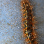 Salt Marsh Tiger Moth (larva)