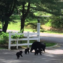 American Black Bear