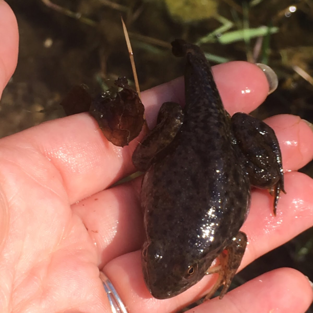 American Bullfrog