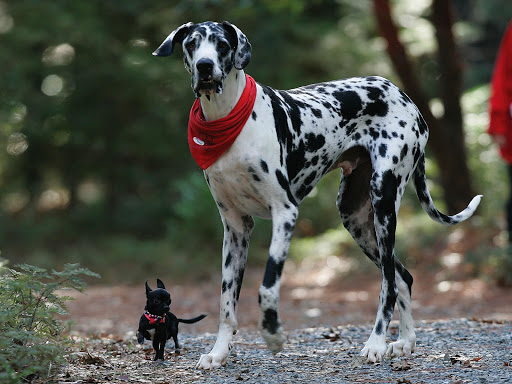 Great Dane Dog Live Wallpaper