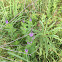 Wooly verbena