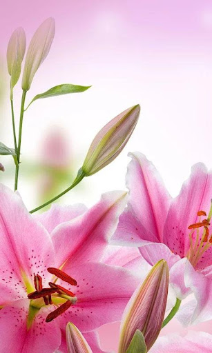 HD Pink Flowers Live Wallpaper