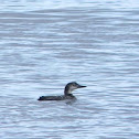 Loon