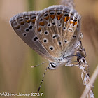 Common Blue