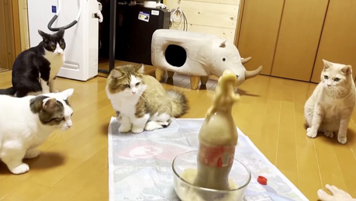 夏休みの自由研究でメントスコーラをしたら猫達の反応が可愛かった 艸 Trill トリル