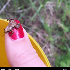 Motorbike frog