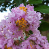 Crape Myrtle