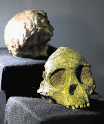 DIFFERENT UPBRINGING: The Taung Child fossil skull did not develop in the way typical of today's infants, whose heads have to expand to accommodate a relatively bigger brain