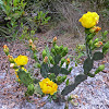 Florida Prickly Pear