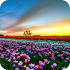 Flower Fields PRO Live Wallpaper1.0.0 (Paid)