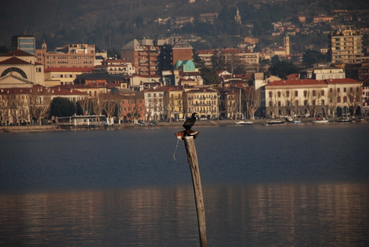 Carpe dien di Longhi Stefano