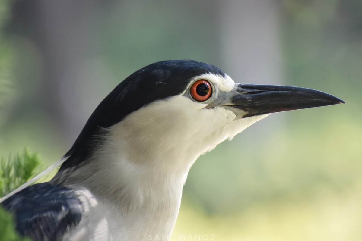 Black-Crowned Night Heron