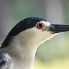 Black-Crowned Night Heron