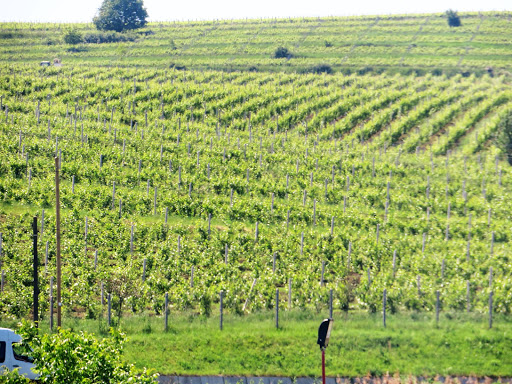 Transylvanian Winery România 2016