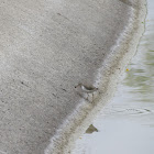 Spotted Sandpiper