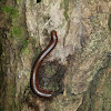 Eastern Giant Millipede