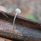 White Mycena