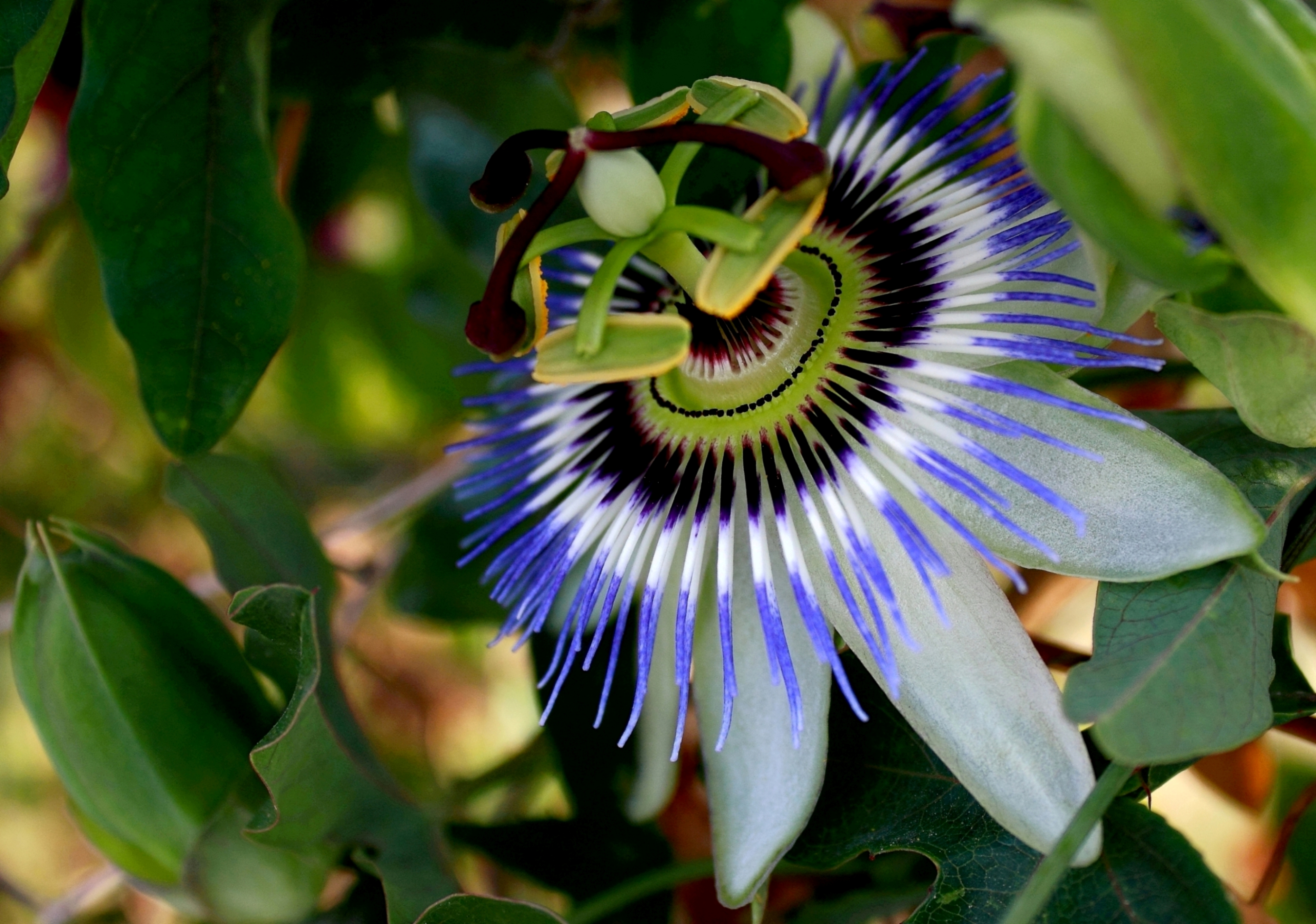 Il fiore della passione di ariosa