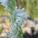 Ladies' Tresses