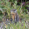 Colorado Chipmunk