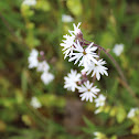 Woodland star