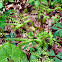 Maidenhair Fern