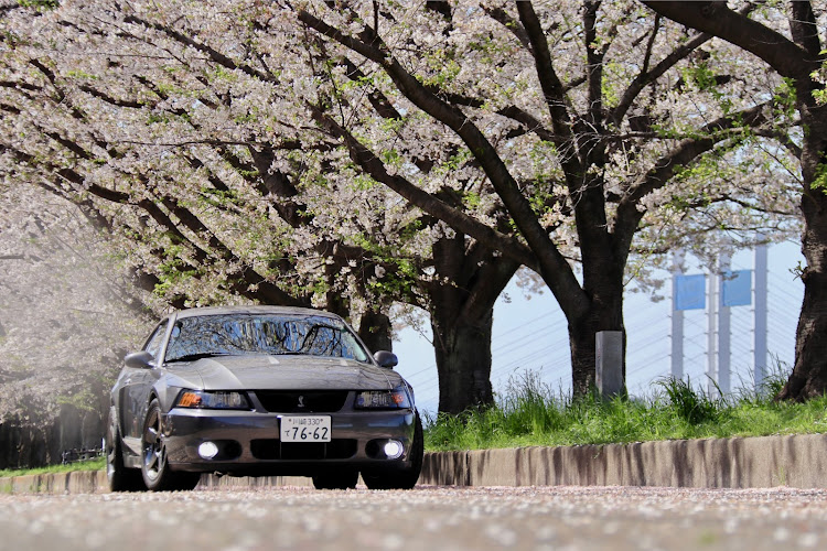 マスタングSVTコブラのSVT cobra・サクラと愛車・桜と愛車に関するカスタム事例の投稿画像2枚目