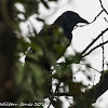 Carrion Crow