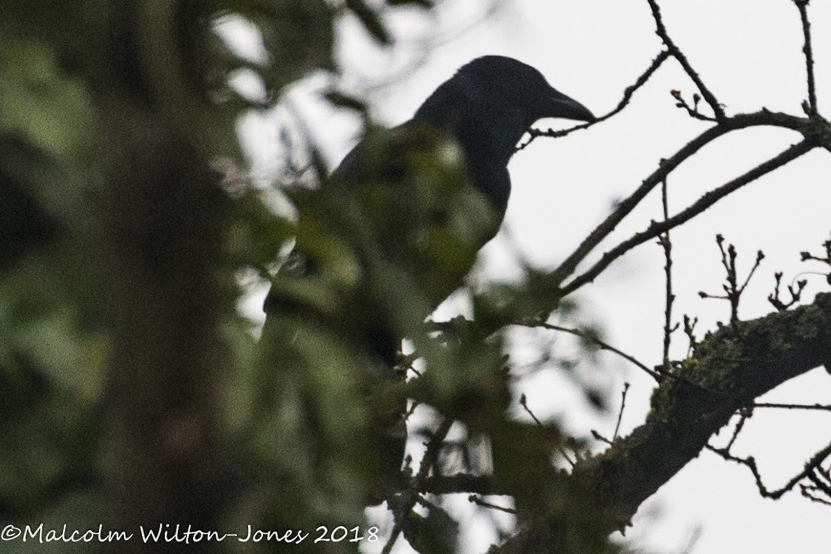 Carrion Crow