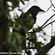 Carrion Crow