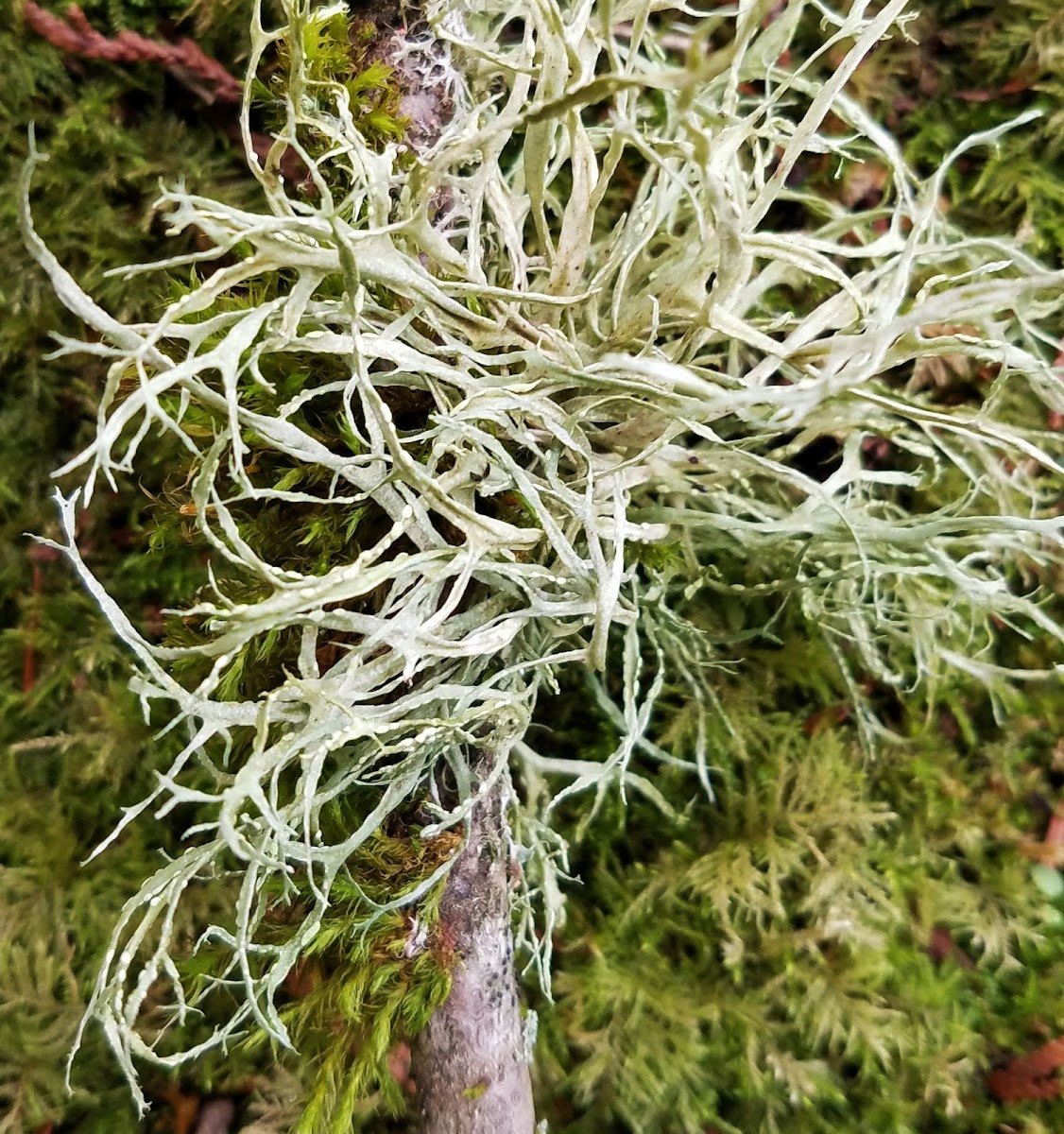 Farinose cartilage lichen