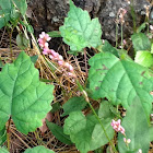 Water Swampweed