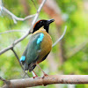 Noisy Pitta