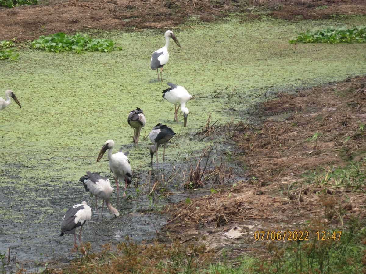 Asian Openbill Storks