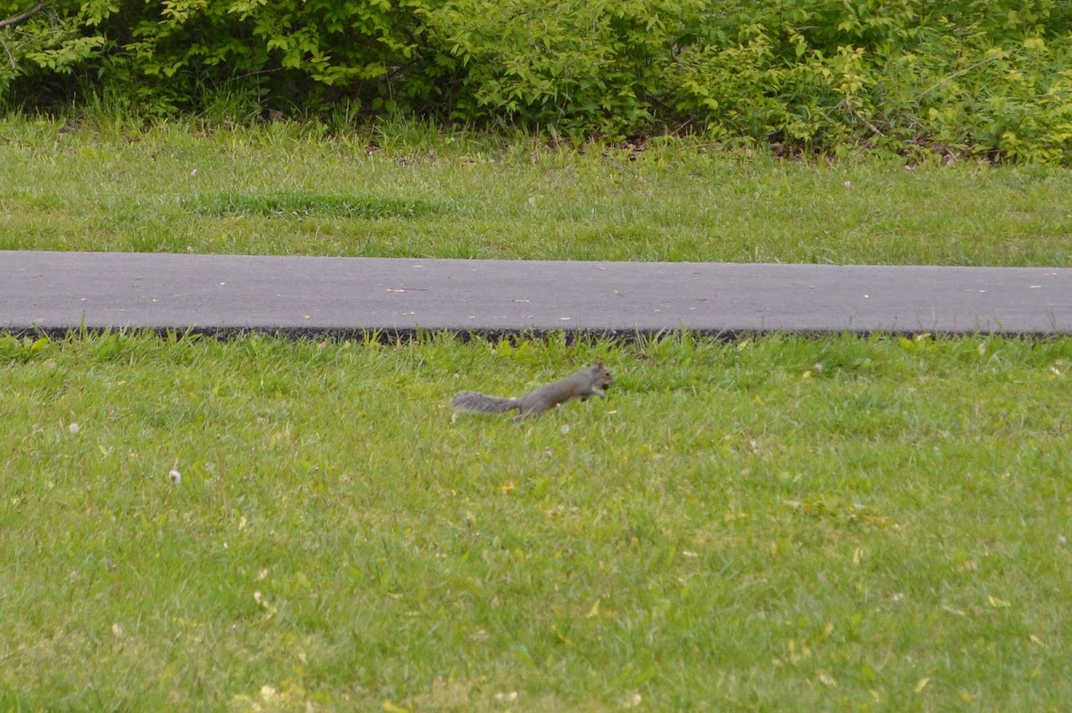 Eastern Gray Squirrel