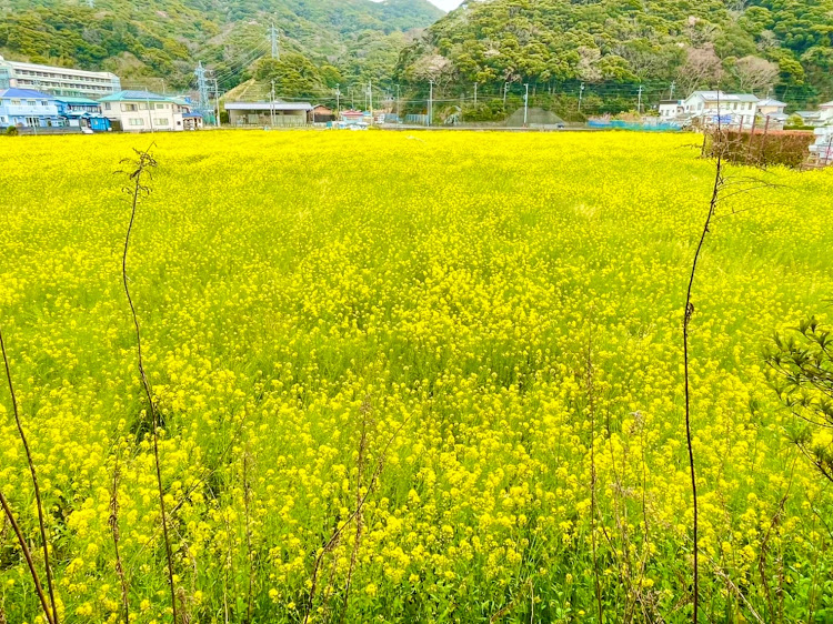 の投稿画像3枚目