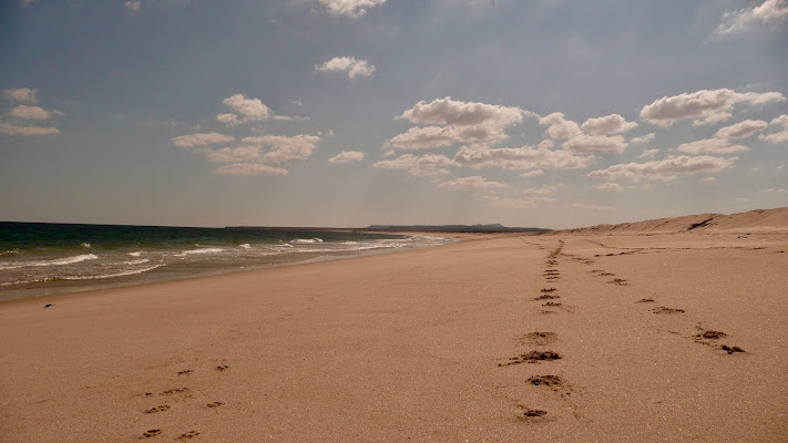 Ras al Hadd Beach - Oman di jeeg78