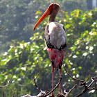 Painted stork