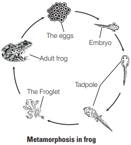 Solution Image