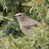 Townsend's Solitaire