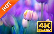 Tulip New Tab Page HD Pop Flowers Theme small promo image